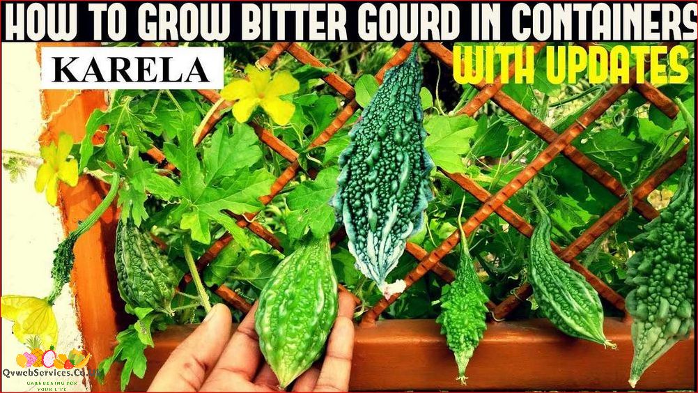How to Grow Bitter Gourd: A Comprehensive Guide