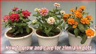 Can You Grow Zinnias in Pots: Tips and Tricks for Successful Container Gardening