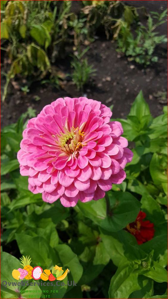 Can You Grow Zinnias in Pots: Tips and Tricks for Successful Container Gardening