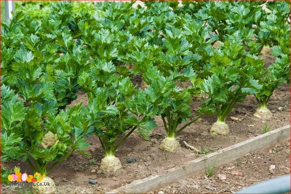 Celeriac How to Grow: Tips and Techniques for Successful Cultivation