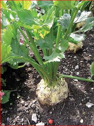 Celeriac How to Grow: Tips and Techniques for Successful Cultivation