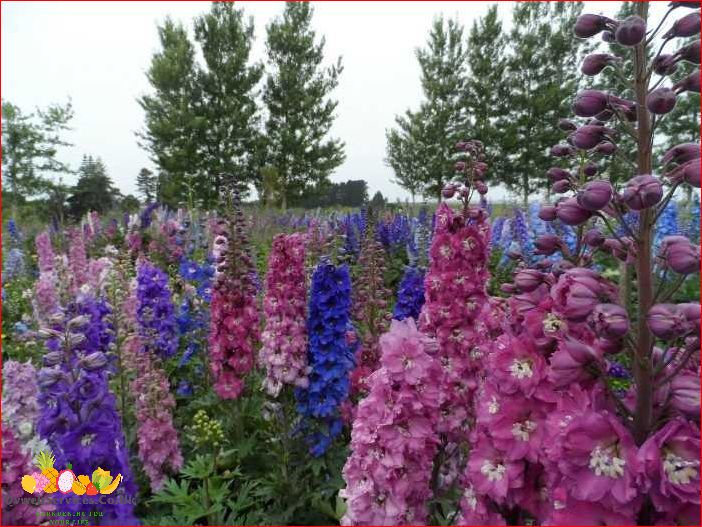 Delphinium How to Grow from Seed: Tips and Techniques