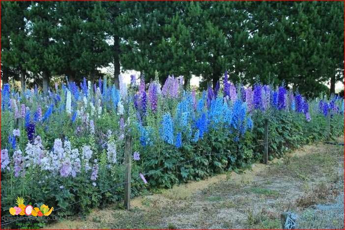 Delphinium How to Grow from Seed: Tips and Techniques