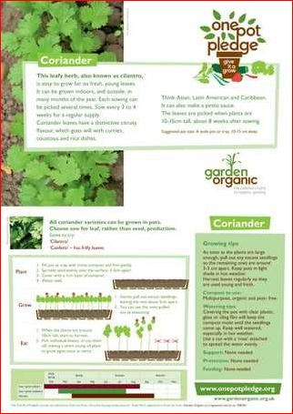 Growing Coriander in Pots: A Comprehensive Guide