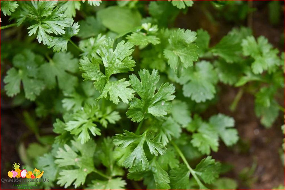 How to Prune Cilantro Plant for Continuous Growth | Expert Tips