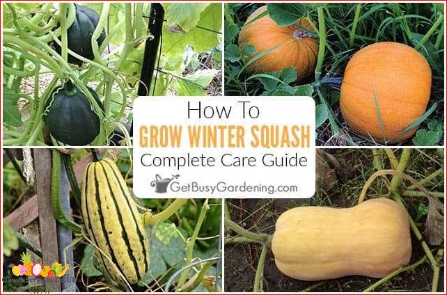 How to Grow Acorn Squash in Containers: A Comprehensive Guide