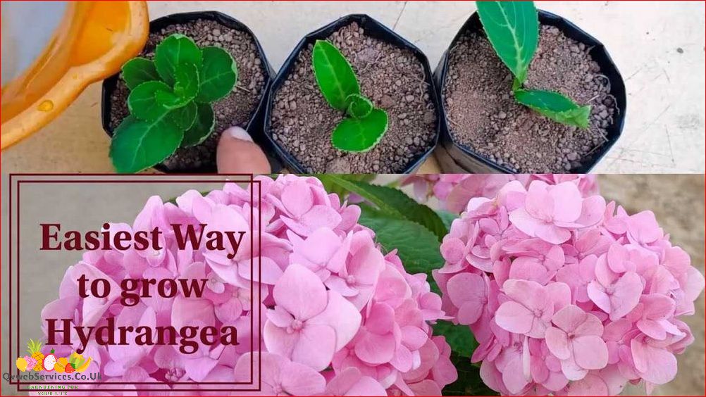 Step-by-Step Guide: How to Grow Hydrangeas from Seed