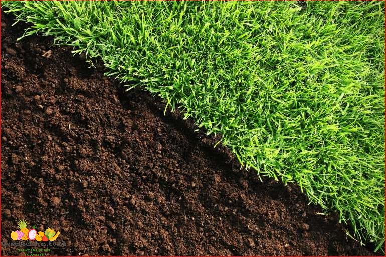 Tips for Growing Grass in Clay Soil: A Comprehensive Guide