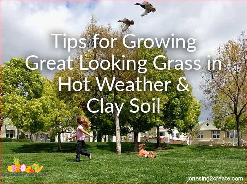 Tips for Growing Grass in Clay Soil: A Comprehensive Guide