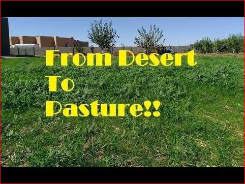 Tips for Growing Grass in the Desert: A Step-by-Step Guide